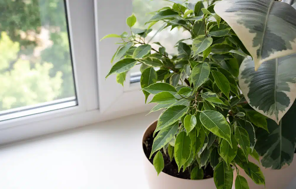 ficus plant in Denver, CO.